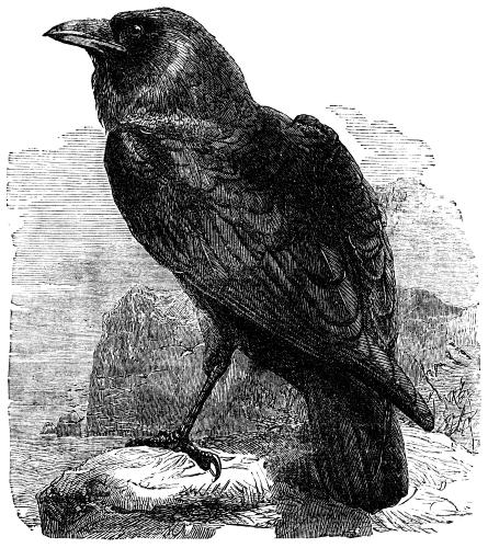 Northern Raven